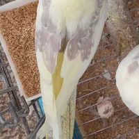 فروش عروس هلندی دوکت زعفرونی بالغ و آماده|پرنده|شیراز, شهرک استقلال|دیوار