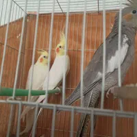 عروس هلندی مولد بالغ لوتینو سایز کینگ