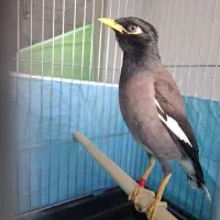 مرغ مینا،همراه قفس کاسکویی بزرگ