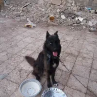 سگ خارجی|سگ|خرمشهر, |دیوار