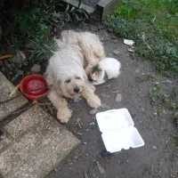 واگذاری سگ رایگان|سگ|شفت, |دیوار