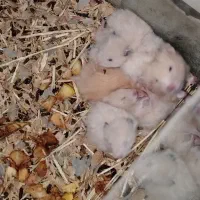 همستر و آکواریم|موش و خرگوش|نجف‌آباد, هفده شهریور|دیوار