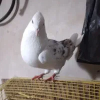 نره پلنگ|پرنده|بروجرد, |دیوار