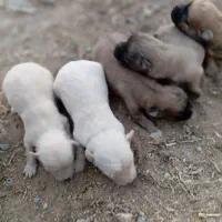 ماده|سگ|اراک, |دیوار