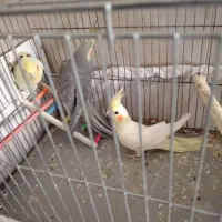 عروس هلندی|پرنده|سبزوار, شرق کال عیدگاه|دیوار