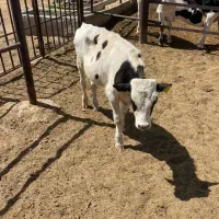 ۵ راس گوساله نر