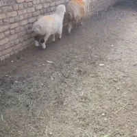 میش بره فوری