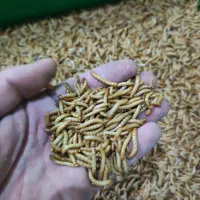 میلورم زنده و خشک|خزنده|مشهد, شهید آوینی|دیوار