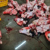 پخش مغز زبان گوشت صورت گوساله تازه کشتار روز|خوردنی و آشامیدنی|تهران, فدک|دیوار