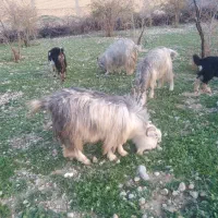 فروش پنج راس بزشهرکردی مرودشت