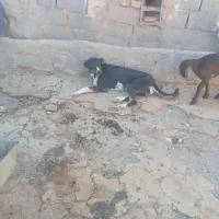 سگ گله  ماده ۱سال