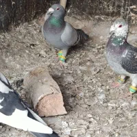 چهارتا صید نر