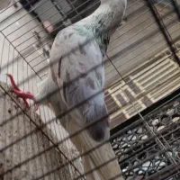 کبوتر تهرانی