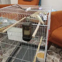 مرغ عشق با قفس بزرگ