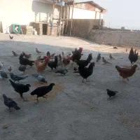 مرغ خروس