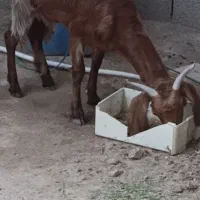 گوسفند