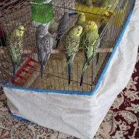 ۸عدد مرغ عشق خوشگل بخون