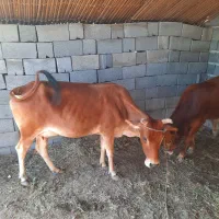 گاو وگوساله|حیوانات مزرعه|میناب, |دیوار