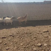 میش چینی|حیوانات مزرعه|ورزنه, |دیوار