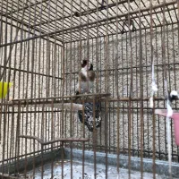 سهره ریزه خون معاوضه با قناری