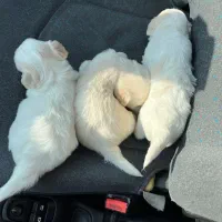 سگ خوشکل توله زیبا|سگ|شیراز, کوشک میدان|دیوار