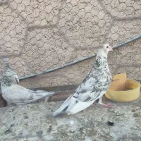 پلاکی سرور|پرنده|شیراز, اکبر آباد|دیوار