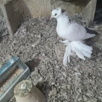 بوینی گولی فیلی پاپر مایا