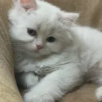 بچه گربه بیریتیش و مادر اسکاتیش