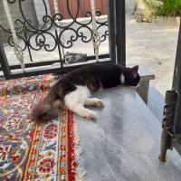 یک عدد گربه نر کاملا دستی و مهربون|گربه|تنکابن, |دیوار