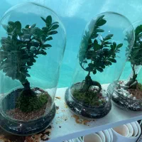 تراریم بنسای|گل و گیاه طبیعی|شیراز, قصرالدشت|دیوار