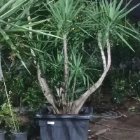 گل یوکا|گل و گیاه طبیعی|چابکسر, |دیوار