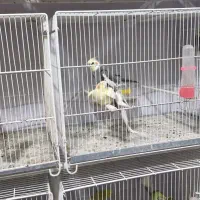 مرغ عشق|پرنده|بیرجند, |دیوار