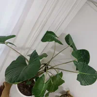 گل بابا آدم