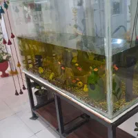 آکواریوم حرفه ای بزرگ