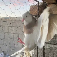 کبوتر|پرنده|محمدیه-قزوین, |دیوار