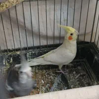 عروس هلندی /بالغ /جوجه/سخنگو/مولد باجوجه|پرنده|محمدشهر, محمدشهر|دیوار