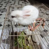 بچه خرگوش|موش و خرگوش|آبادان, |دیوار