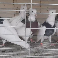 طوقی نر|پرنده|مبارکه, |دیوار