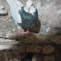 ناشناس