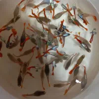 ماهی گوپی|ماهی|کرج, کوی کارمندان شمالی|دیوار