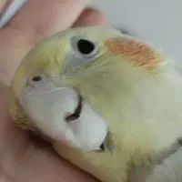 باسلام طوطی عروس ماده رام