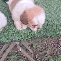 توله شیتزو تری کالر سوپر فلت|سگ|هادی شهر, |دیوار