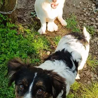 اشپیتز|سگ|رودسر, |دیوار