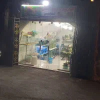 فروش-جامغازه-گلدشت