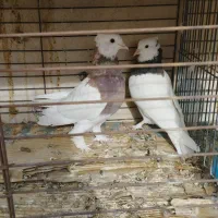 کبوترپرشی وطوقی