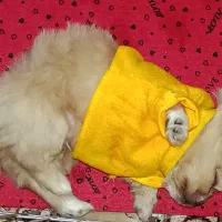 هاپو کوچولو نژاد شیتزو مالتیزو|سگ|رباطکریم, رباطکریم|دیوار