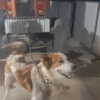 سن ۱سال۸ماه سگ نگهبانی