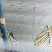 عروس هلندی|پرنده|رشتخوار, |دیوار