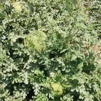 هندونه ساکاتا کهمره سرخی