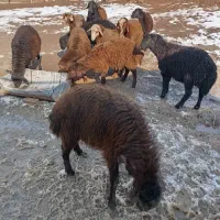 ۱۲راس بره نر قزل